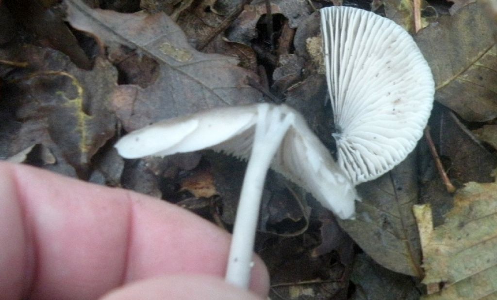 Ancora una Mycena....